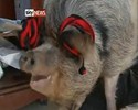 Le plus gros cochon du monde !