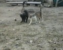 Un chat nargue un chien