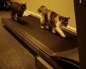Des chats sur un tapis roulant