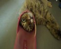 Un chat idiot