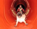 Un chien dans un toboggan