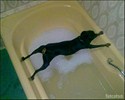 Chien dans la baignoire