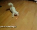 Un chat fou !