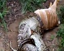 Un python avale un cerf