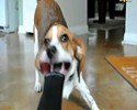 Un chien contre un aspirateur