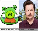 Le vrai cochon d'Angry Birds