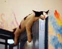 Chat qui dort sur une porte