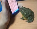 Un crapaud joue sur un smartphone