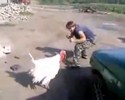 Combat de coq avec un homme !