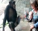Le singe n'aime pas le bÃ©bÃ©