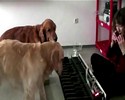 Deux chiens jouent du piano