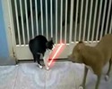 Chat Jedi contre un molosse