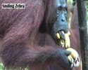 Un singe qui a très faim !