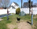 Un chien sportif