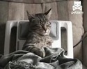Ce chat adore les massages