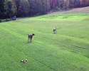 Un chien croise un loup