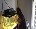 Le poisson attaque le chat
