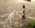 Un chat ninja !