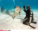Check avec un requin