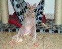 Un chat relax