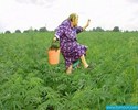 Mamie et le cannabis