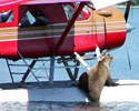 Un ours sur un avion