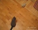 Un chat Ninja se défend