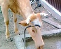 Une vache intelligente !