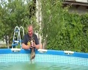 Un chien dans la piscine