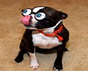 DrÃ´les de lunettes pour chien