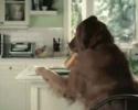 Pub Pepsi : un chien très malin