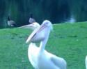 Un pélican qui bouffe un pigeon !
