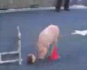 Un cochon très bien dressé