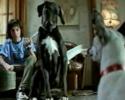Pub yeyeye.com: il gagne au loto mais le chien bouffe les billets