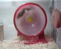 Un hamster qui fait 4 tours de roue