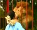 Un lion en cage trÃ¨s affectueux