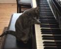 Un chat qui fait du piano