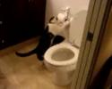 Un chat qui tire la chasse d'eau