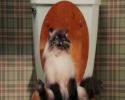 Un chat qui a la gastro utilise les toilettes...