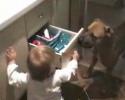 L'enfant veut ouvrir le tiroir et le chien ... le fermer