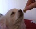 Goomi, le chien qui machait des chewing gum