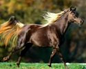 Vous aimez les chevaux? alors ne regardez pas cette parodie de pub!