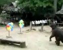 Un éléphant qui joue aux fléchettes