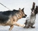 Berger allemand qui fait peur à un autre chien