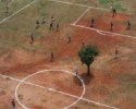 Un arbre sur un terrain de foot