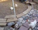 2 poules empêchent 2 lapins de se battre