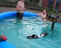 Une bande de blaireaux prend l'apÃ©ro dans une piscine